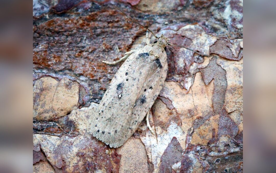 Her ses et billede af arten Agonopterix yeatiana. Fotoet er taget af Ben Sale og hentet fra Wikimedia Commons (CC BY 2.0).