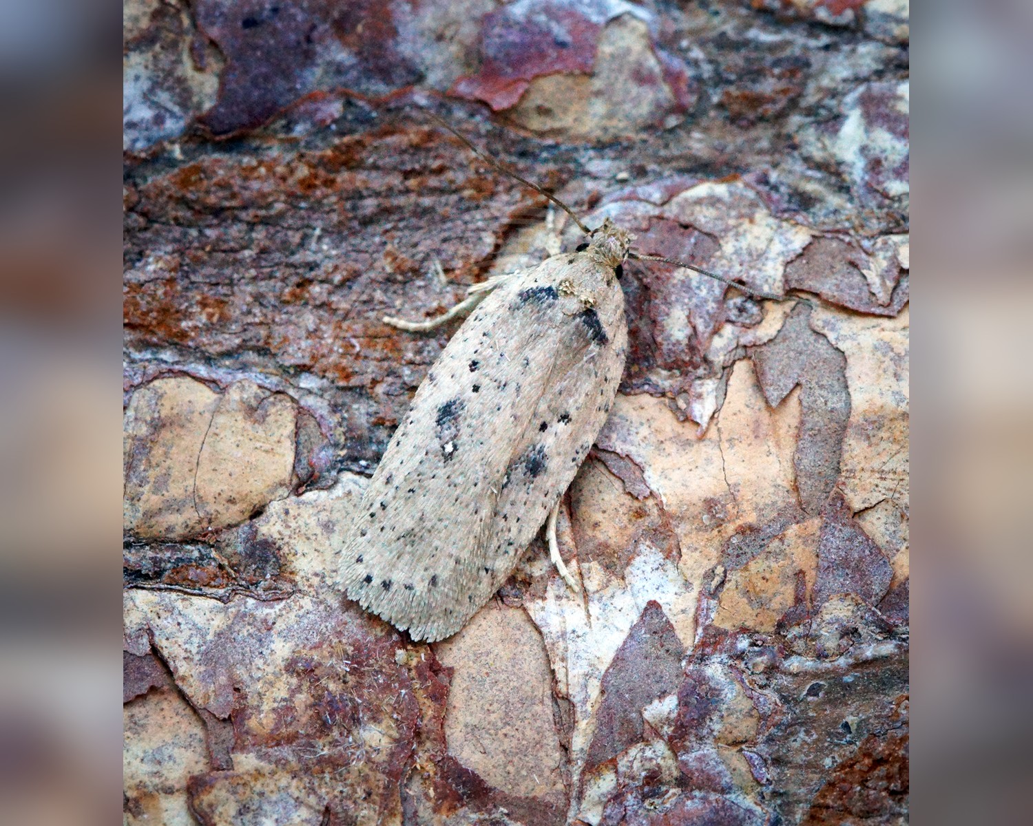 Her ses et billede af arten Agonopterix yeatiana. Fotoet er taget af Ben Sale og hentet fra Wikimedia Commons (CC BY 2.0).