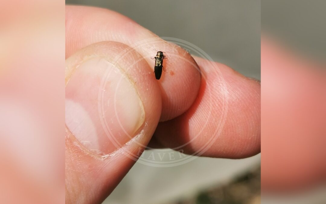 Agrilus convexicollis – Agrilus convexicollis