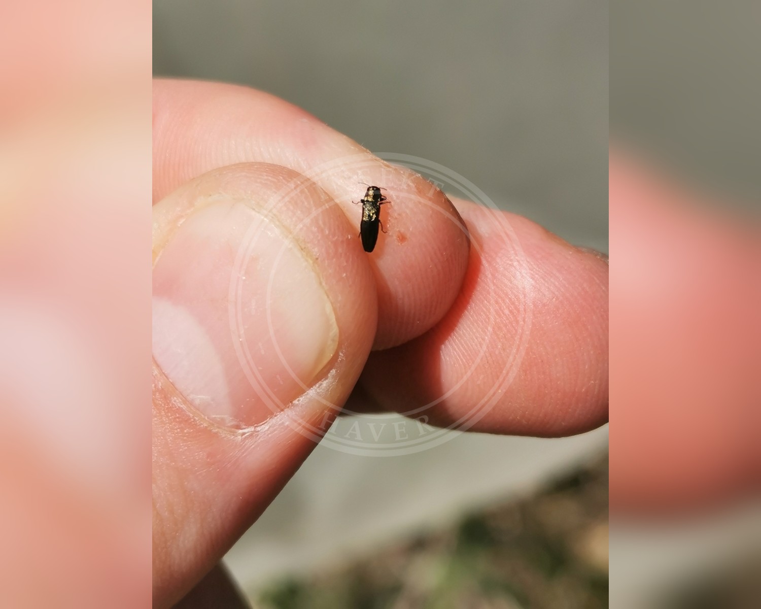 Her ses et billede af arten Agrilus convexicollis. Fotoet er taget af thomas_oswald og hentet fra iNaturalist (CC BY).