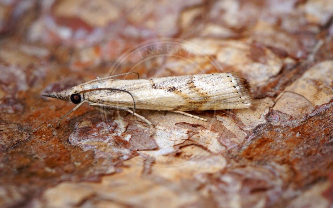 Her ses et billede af arten Agriphila geniculea. Fotoet er taget af Ben Sale og hentet fra Wikimedia Commons (CC BY 2.0).