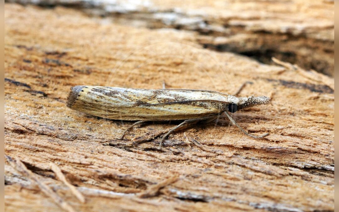 Her ses et billede af arten Agriphila inquinatella. Fotoet er taget af Ben Sale og hentet fra Wikimedia Commons (CC BY 2.0).