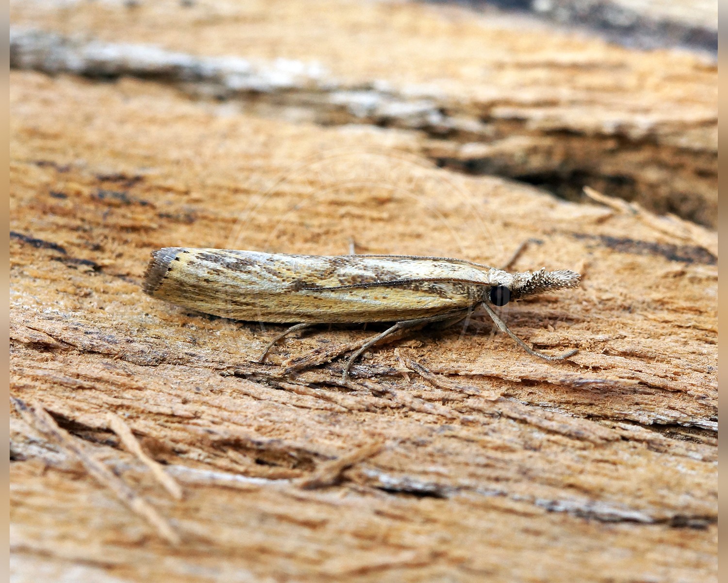 Her ses et billede af arten Agriphila inquinatella. Fotoet er taget af Ben Sale og hentet fra Wikimedia Commons (CC BY 2.0).