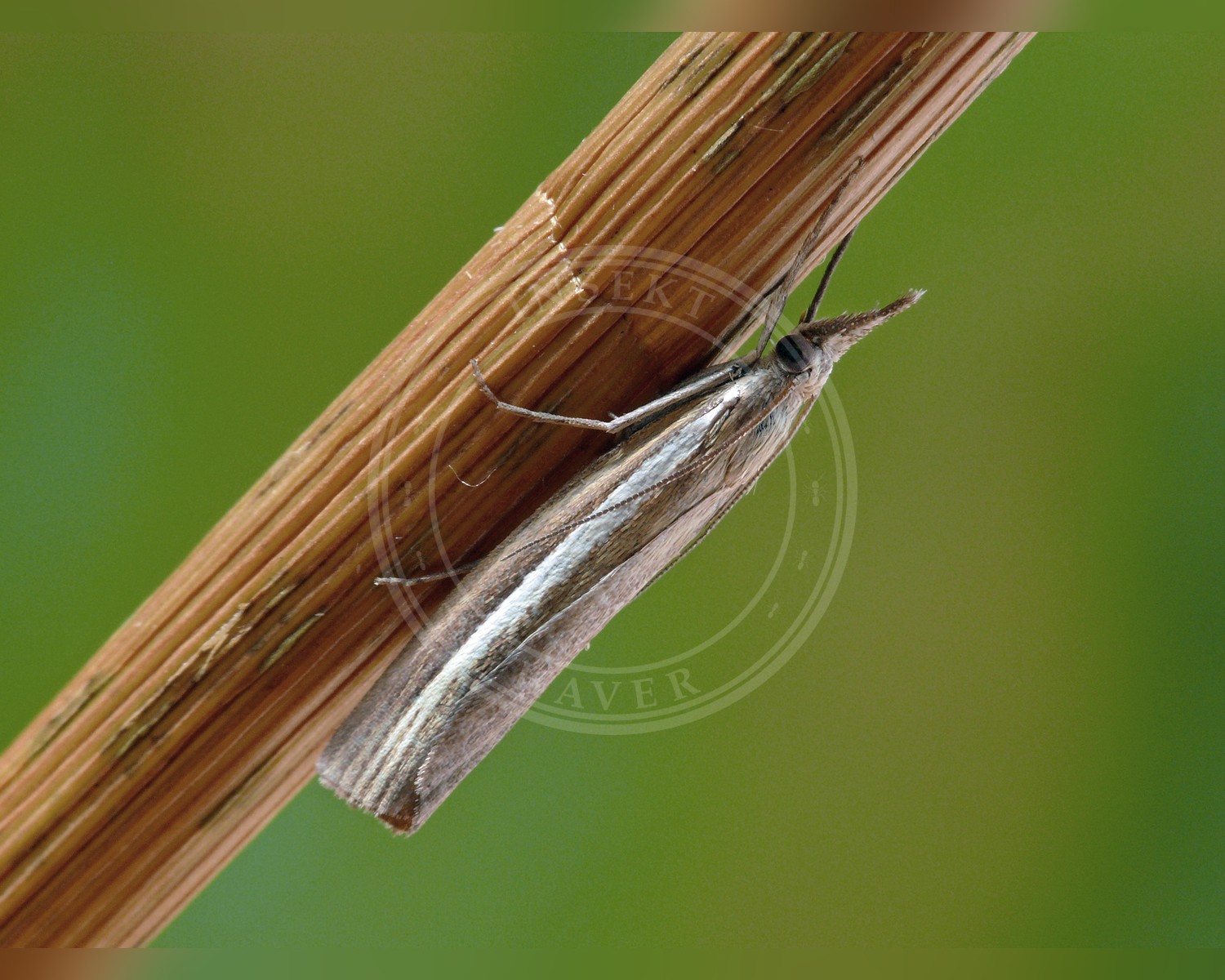 Her ses et billede af arten Agriphila selasella. Fotoet er taget af Patrick Clement og hentet fra Wikimedia Commons (CC BY 2.0).