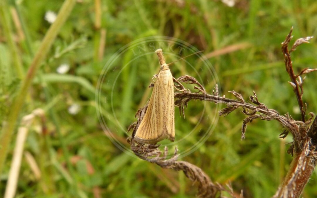 Her ses et billede af arten Agriphila straminella. Fotoet er taget af Gabriele Vaudano og hentet fra iNaturalist (CC BY).