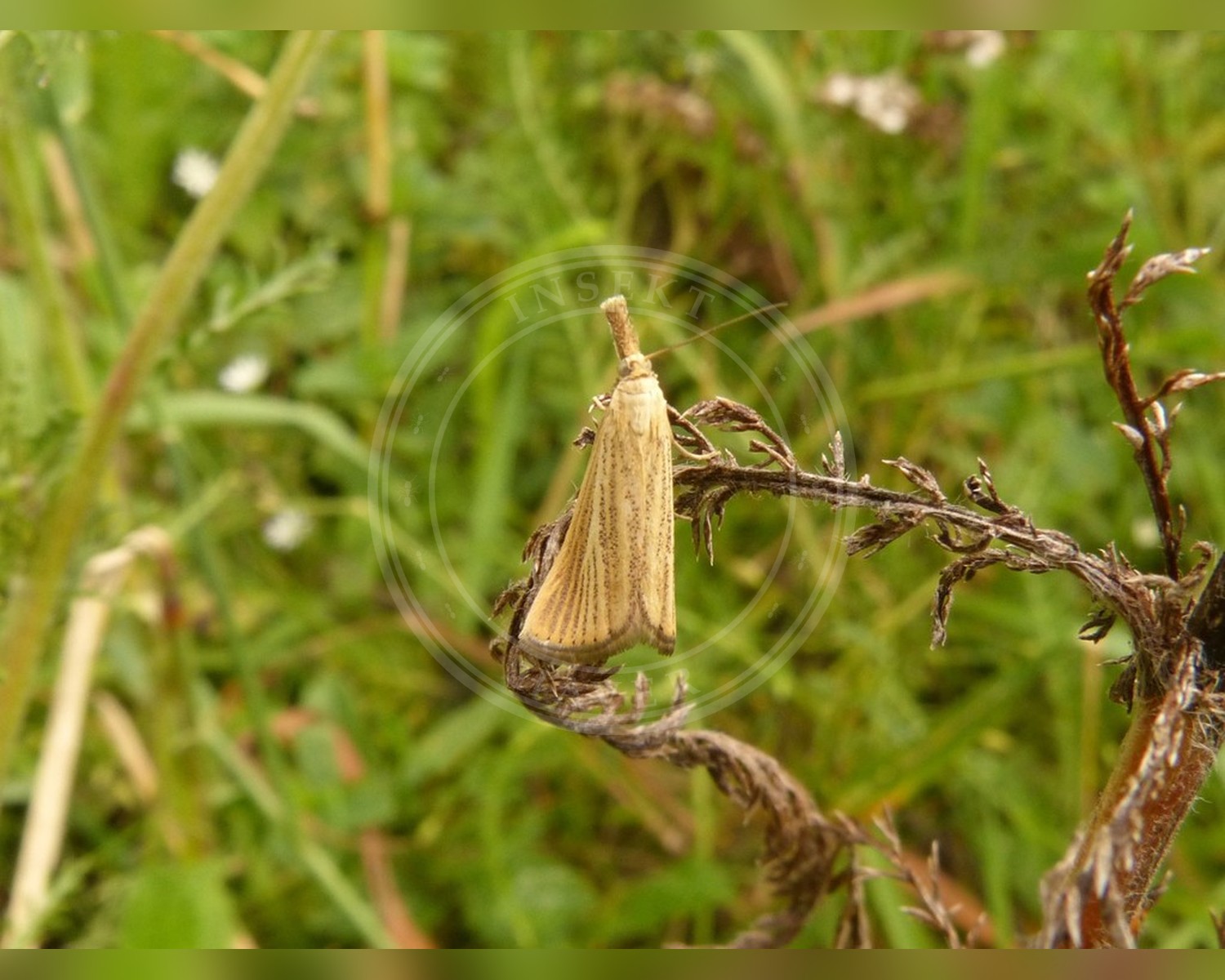 Her ses et billede af arten Agriphila straminella. Fotoet er taget af Gabriele Vaudano og hentet fra iNaturalist (CC BY).