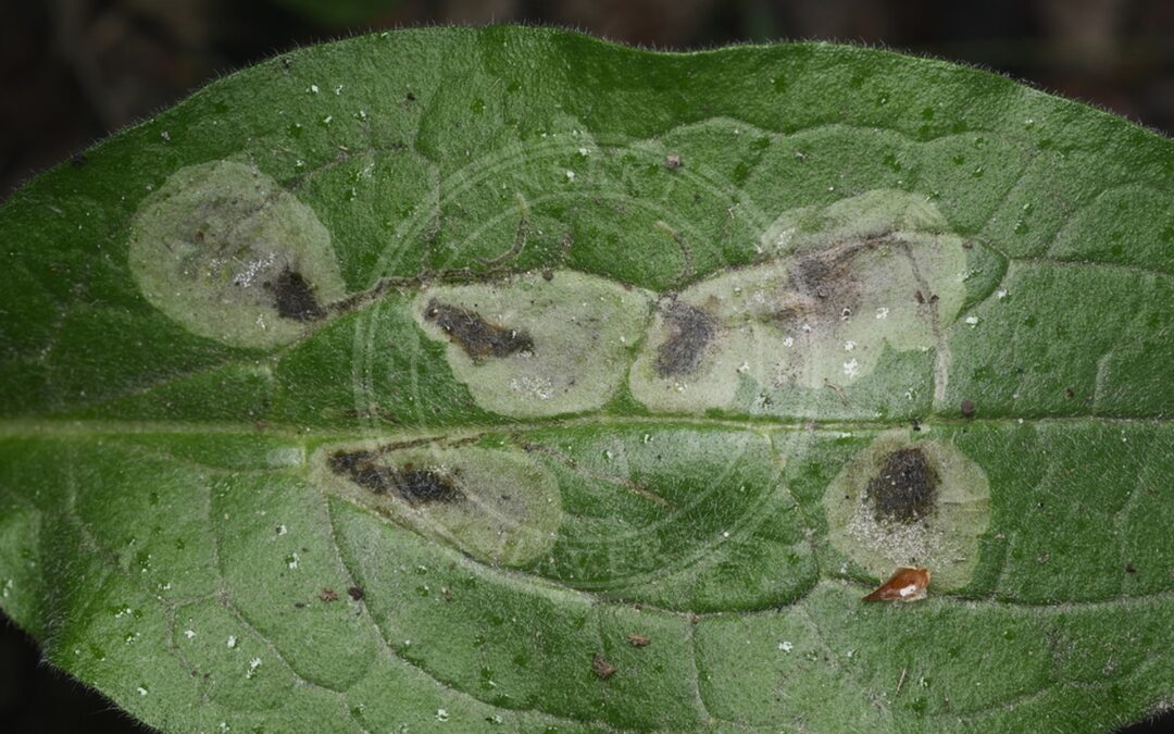 Agromyza abiens – Agromyza abiens