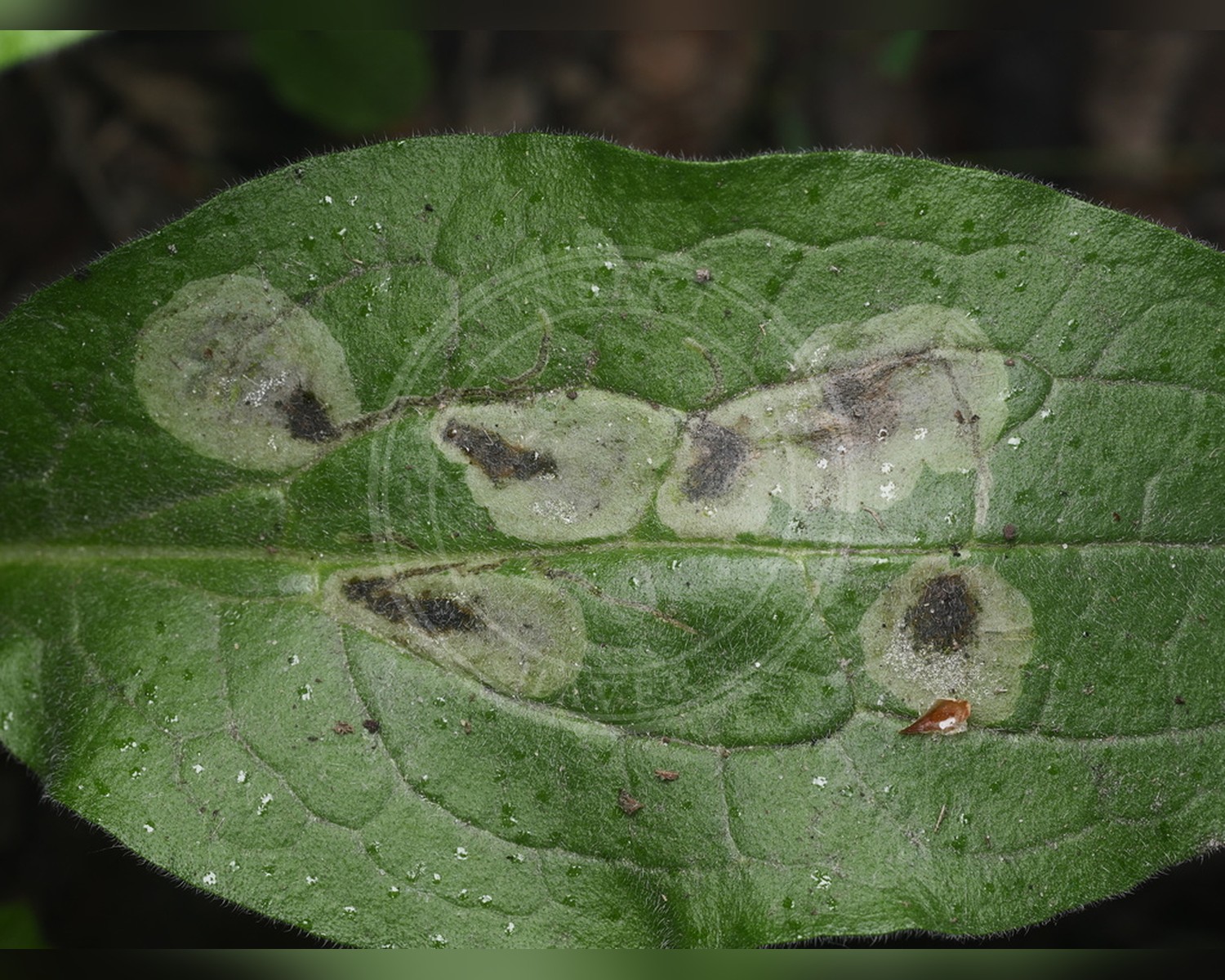 Her ses et billede af en larve af arten Agromyza abiens. Fotoet er taget af Alexis Tinker-Tsavalas og hentet fra iNaturalist (CC BY).