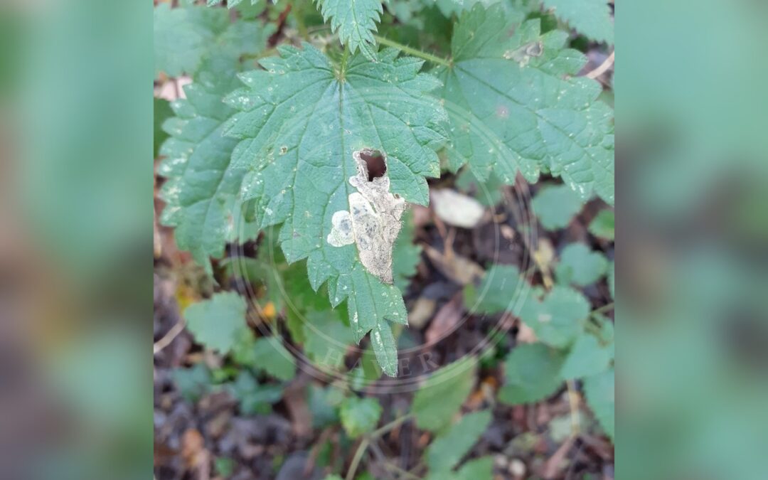Her ses et billede af en larve af arten Agromyza anthracina. Fotoet er taget af Susan Marley og hentet fra iNaturalist (CC BY).