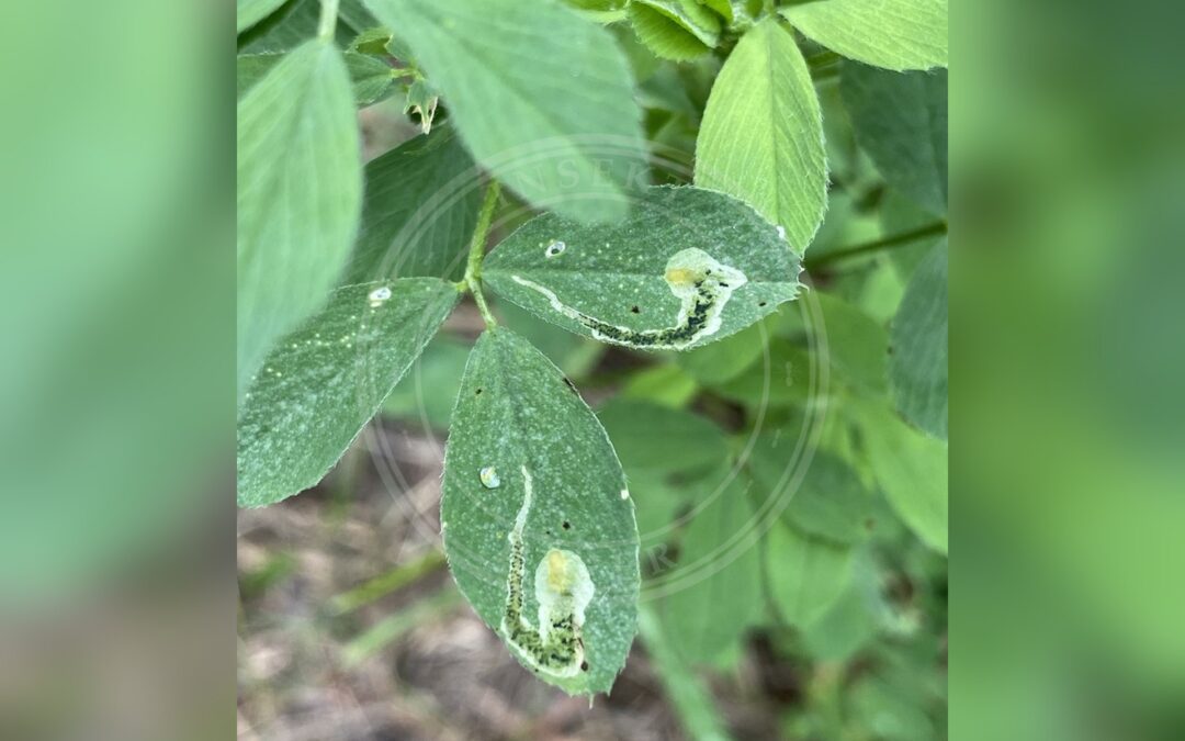 Agromyza frontella – Agromyza frontella