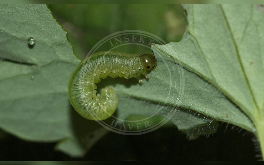 Akelejebladhveps – Pristiphora rufipes