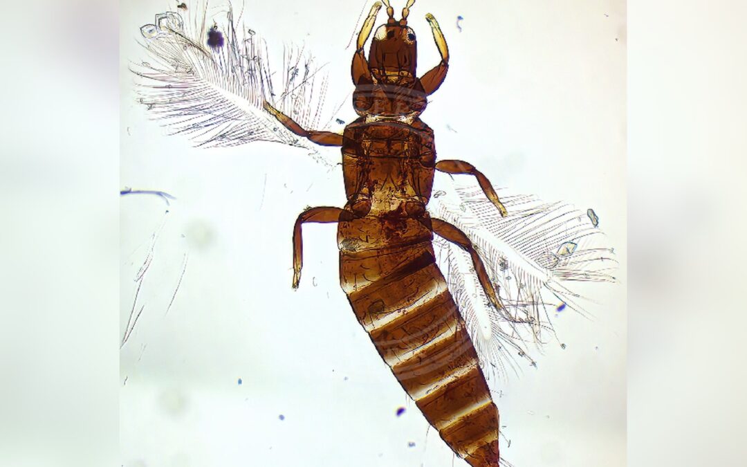 Her ses et billede af arten Akstrips (Haplothrips aculeatus). Billedet er hentet fra GBIF (CC-BY-SA).