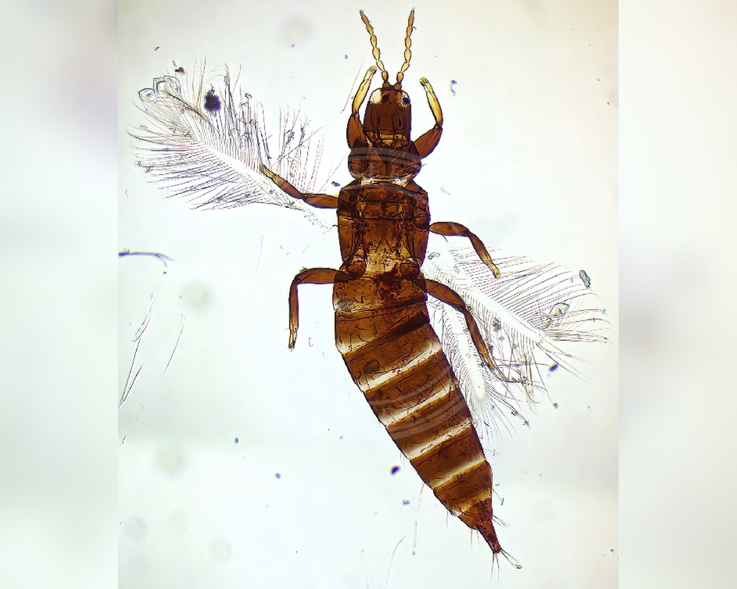 Her ses et billede af arten Akstrips (Haplothrips aculeatus). Billedet er hentet fra GBIF (CC-BY-SA).