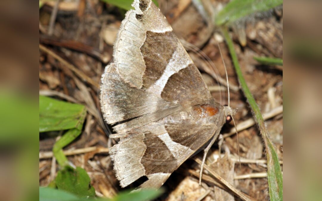 Her ses et billede af arten Algierugle (Dysgonia algira). Fotoet er taget af Ben Sale og hentet fra Wikimedia Commons (CC BY 2.0).
