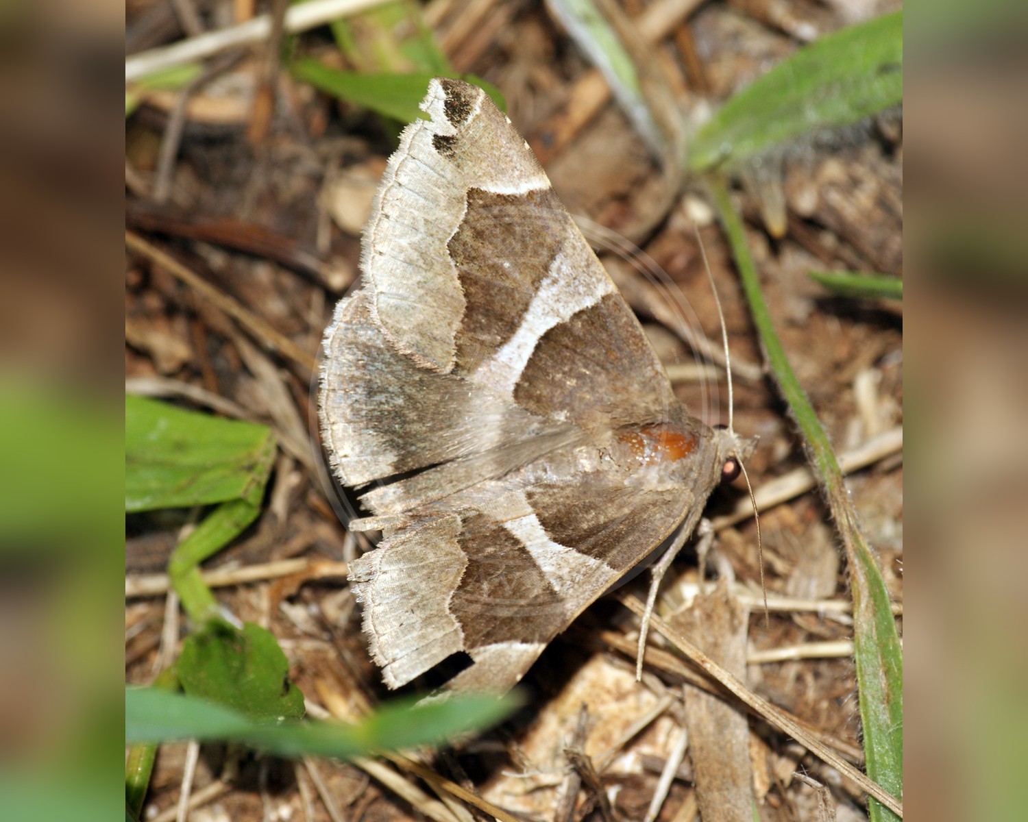 Her ses et billede af arten Algierugle (Dysgonia algira). Fotoet er taget af Ben Sale og hentet fra Wikimedia Commons (CC BY 2.0).