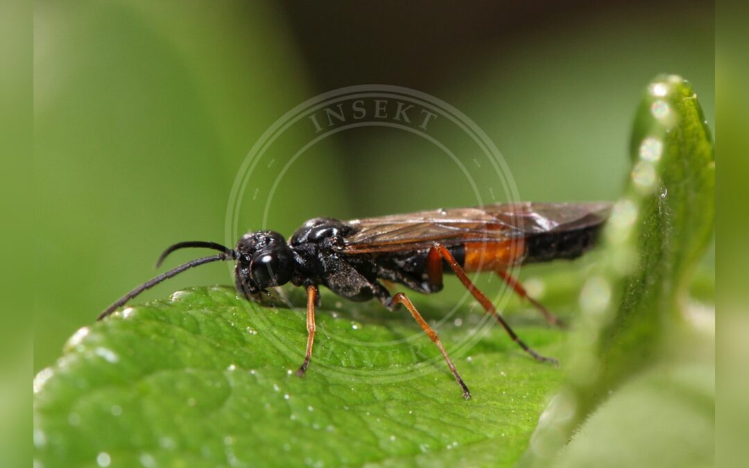 Allantus calceatus – Allantus calceatus