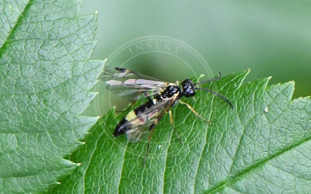 Allantus cingulatus – Allantus cingulatus