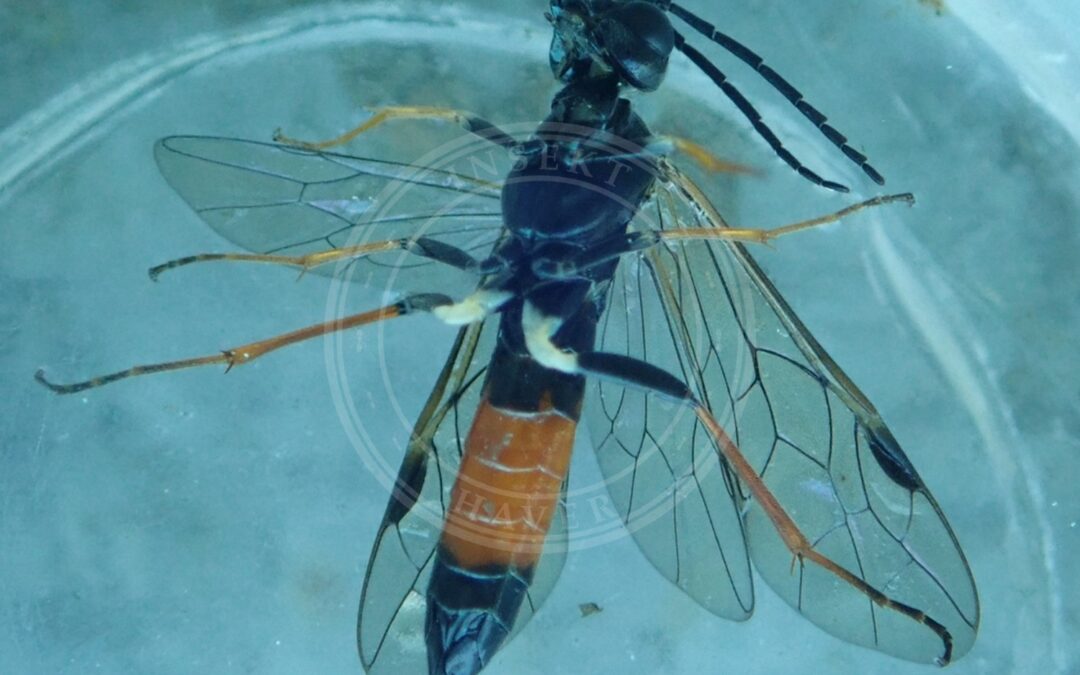 Allantus rufocinctus – Allantus rufocinctus