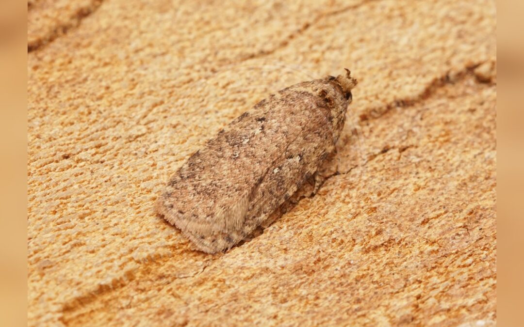 Her ses et billede af arten Almindelig Fladmøl (Agonopterix heracliana). Fotoet er taget af Ben Sale og hentet fra Wikimedia Commons (CC BY 2.0).