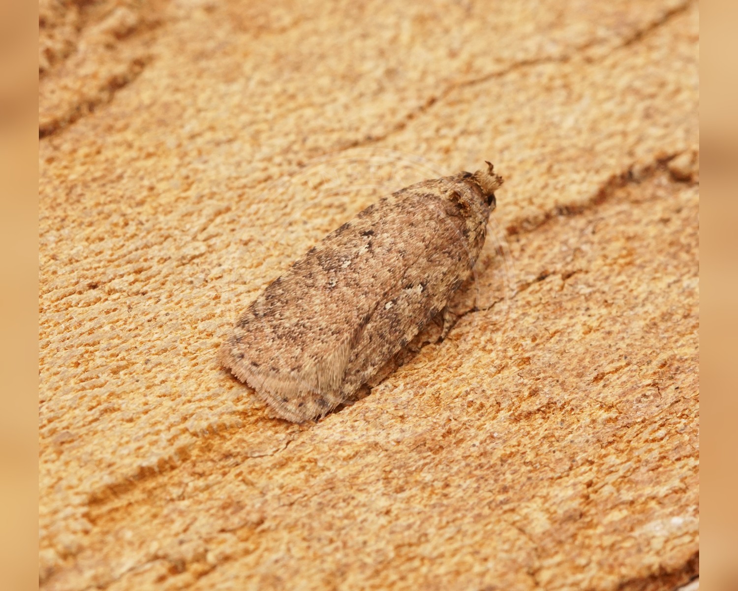 Her ses et billede af arten Almindelig Fladmøl (Agonopterix heracliana). Fotoet er taget af Ben Sale og hentet fra Wikimedia Commons (CC BY 2.0).