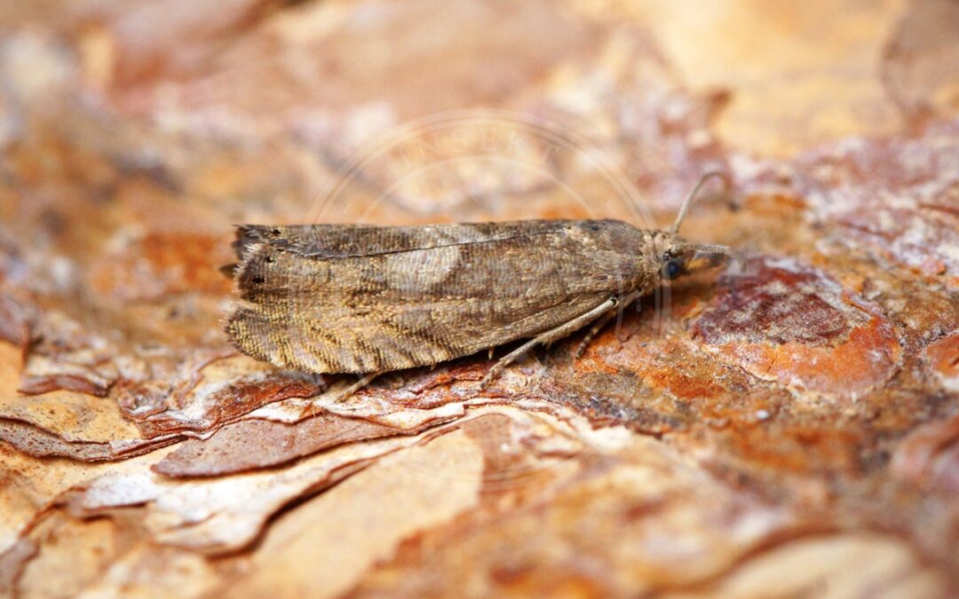 Her ses et billede af arten Almindelig Gråbynkevikler (Dichrorampha simpliciana). Fotoet er taget af Ben Sale og hentet fra Wikimedia Commons (CC BY 2.0).