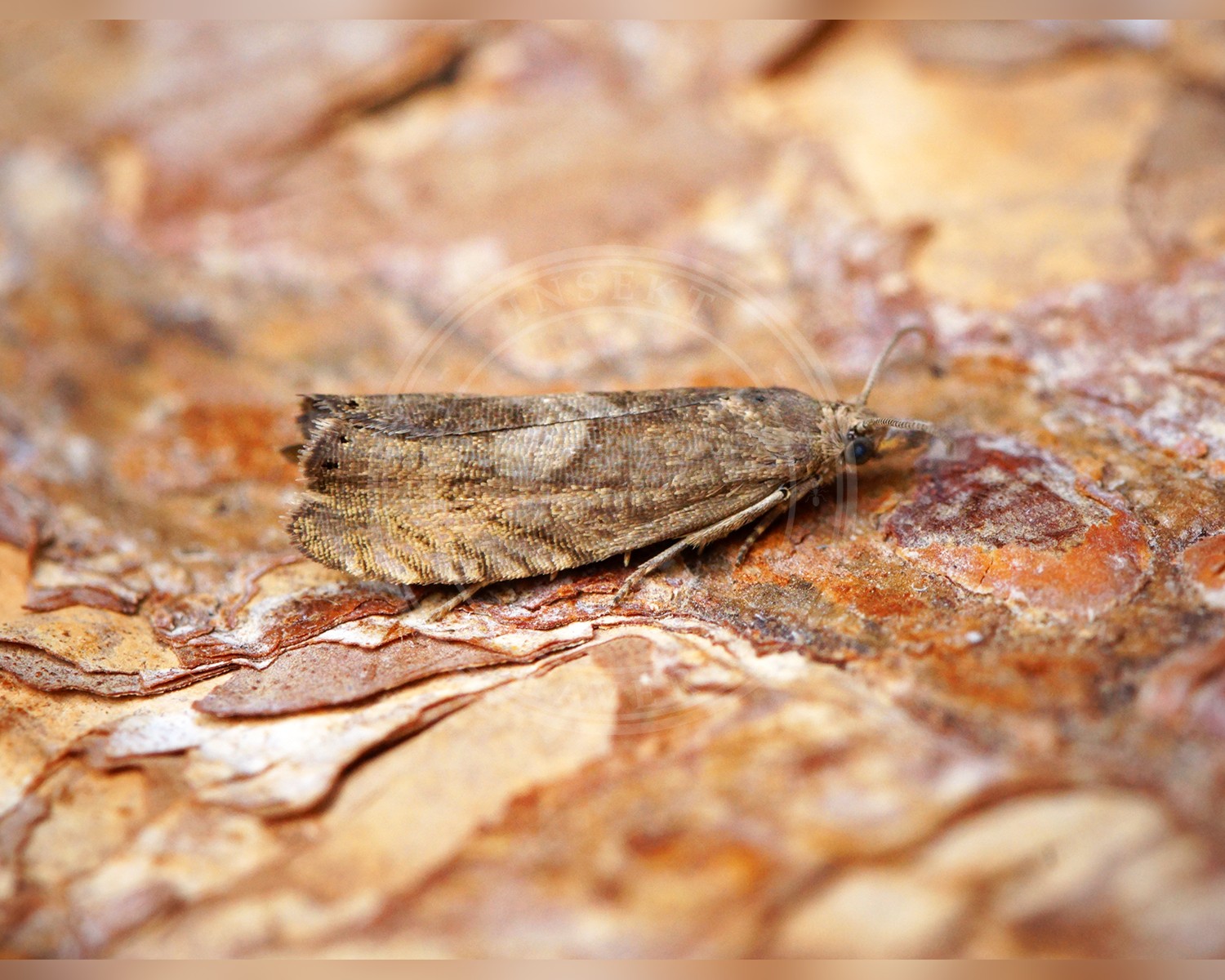 Her ses et billede af arten Almindelig Gråbynkevikler (Dichrorampha simpliciana). Fotoet er taget af Ben Sale og hentet fra Wikimedia Commons (CC BY 2.0).