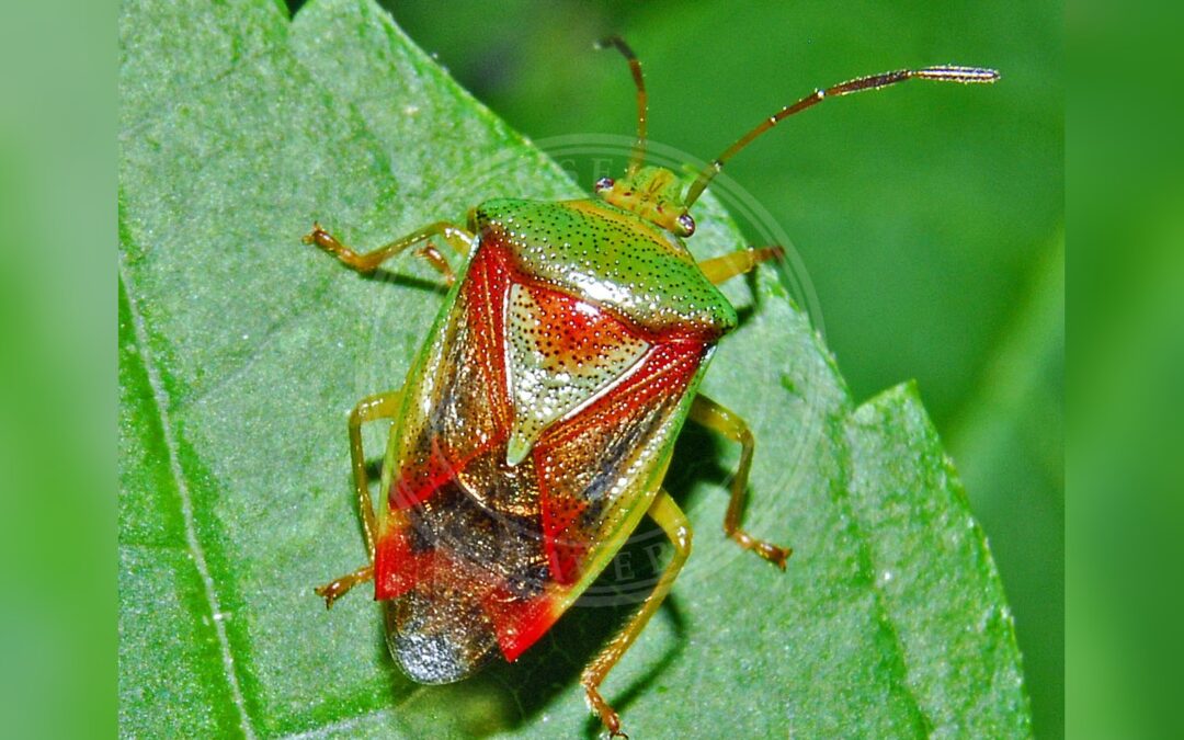 Her ses et billede af arten Almindelig Løvtæge (Elasmostethus interstinctus). Fotoet er taget af Hectonichus og hentet fra Wikimedia Commons (CC BY-SA 4.0).