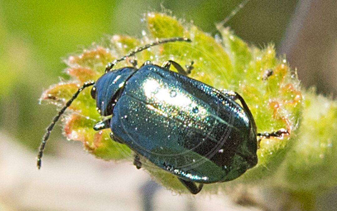 Her ses et billede af arten Altica brevicollis. Fotoet er taget af katunchik og hentet fra iNaturalist (CC BY).
