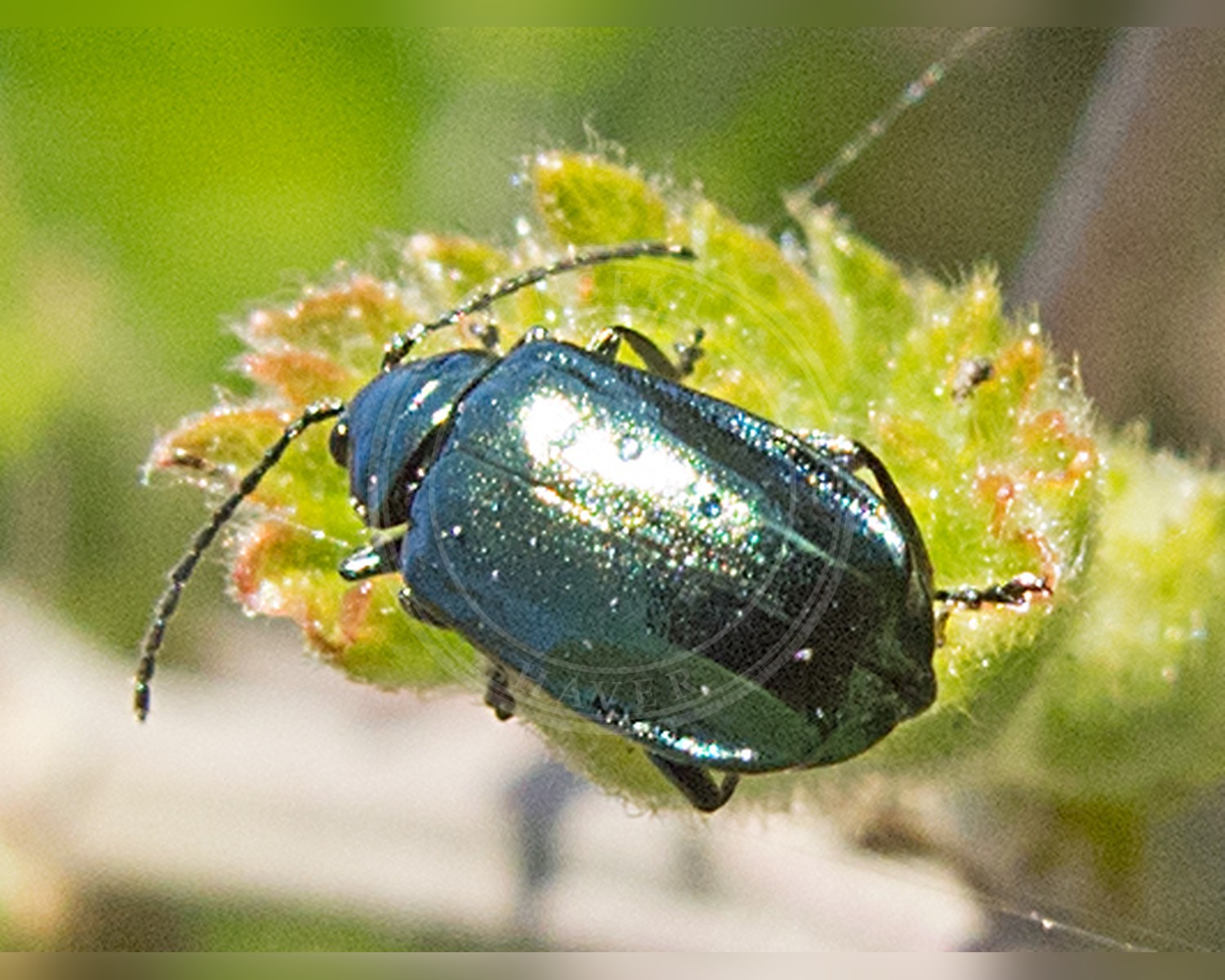 Her ses et billede af arten Altica brevicollis. Fotoet er taget af katunchik og hentet fra iNaturalist (CC BY).