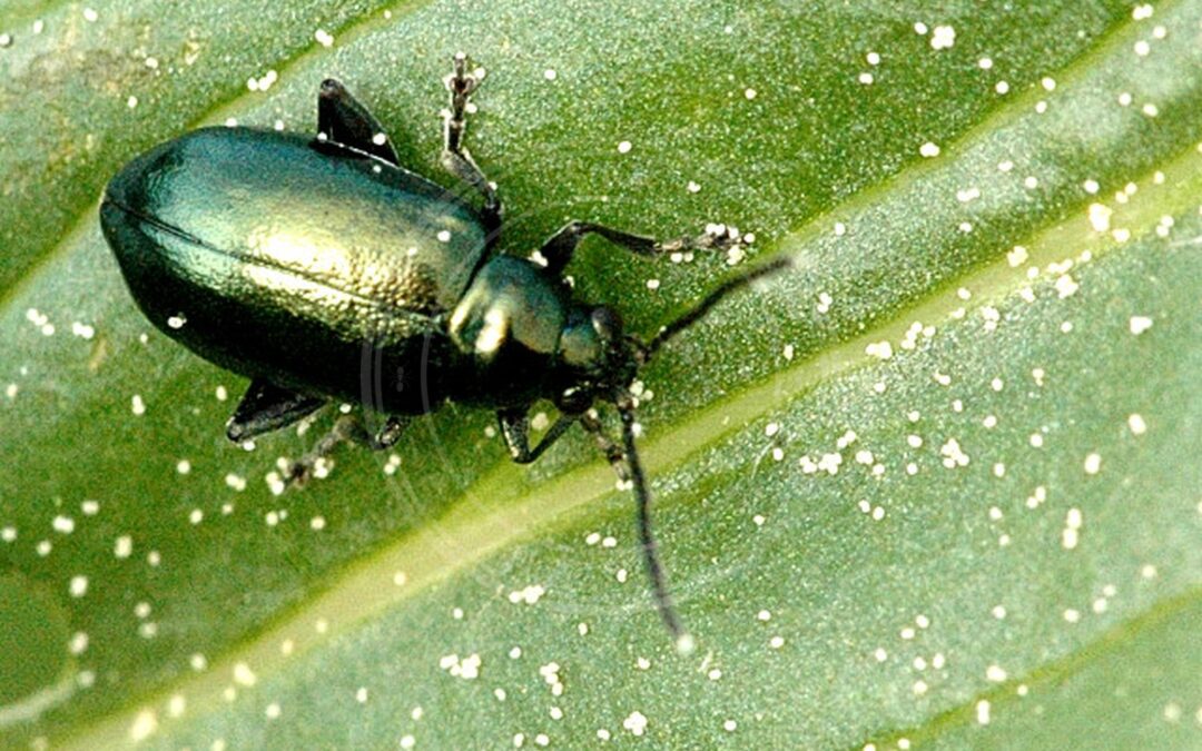 Altica lythri – Altica lythri