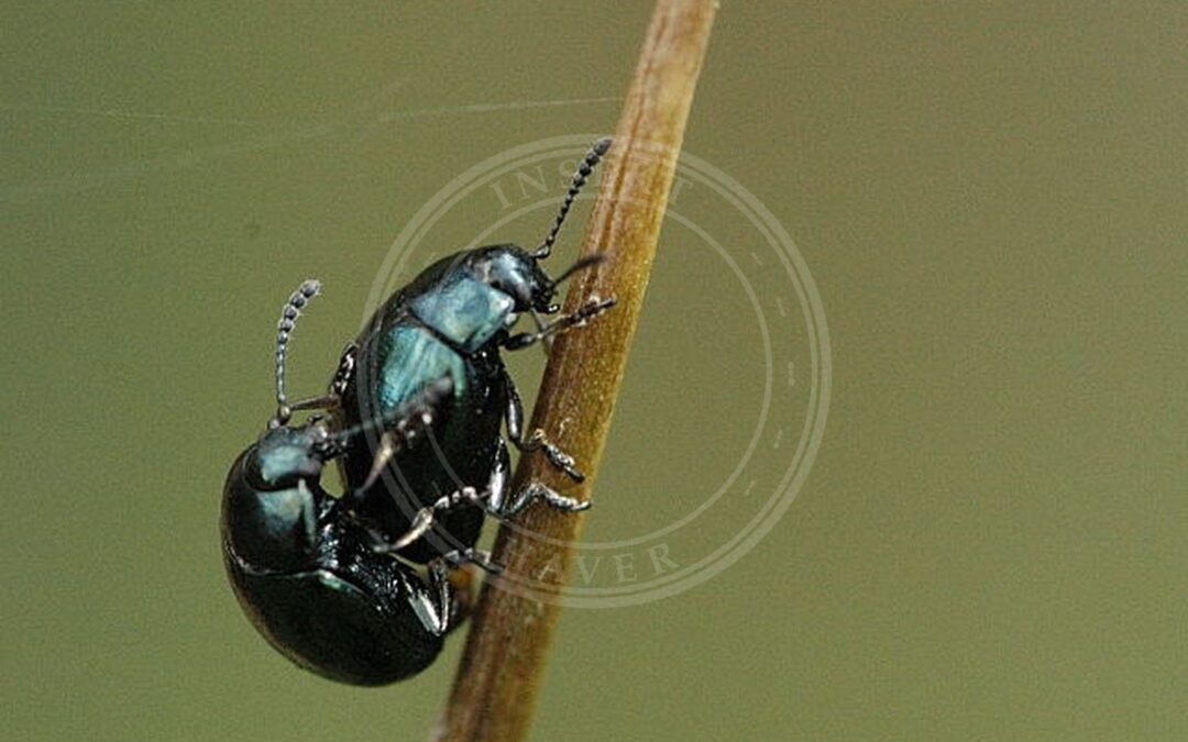 Altica palustris – Altica palustris