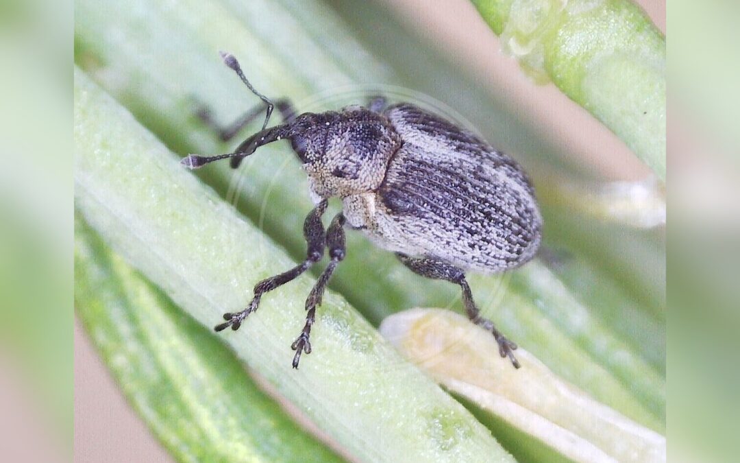 Her ses et billede af arten Amalorrhynchus melanarius. Fotoet er taget af Barry Walter og hentet fra iNaturalist (CC BY).