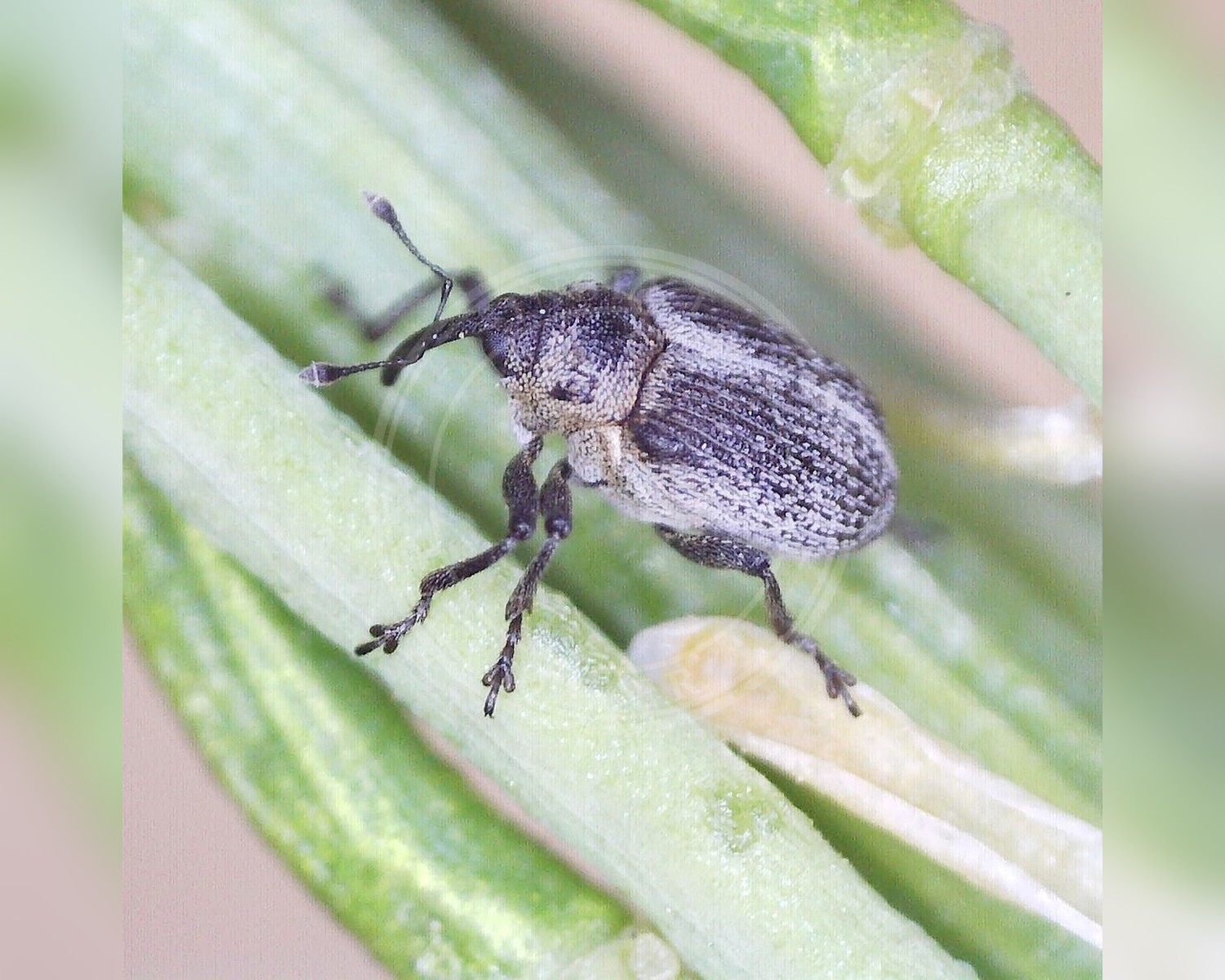 Her ses et billede af arten Amalorrhynchus melanarius. Fotoet er taget af Barry Walter og hentet fra iNaturalist (CC BY).