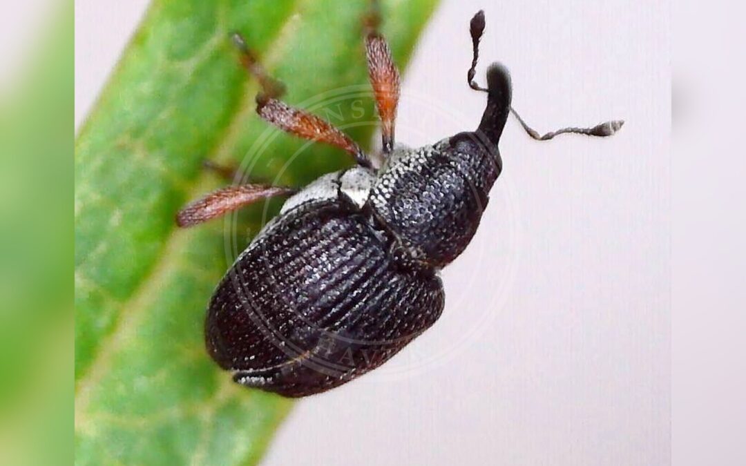 Amalus scortillum – Amalus scortillum