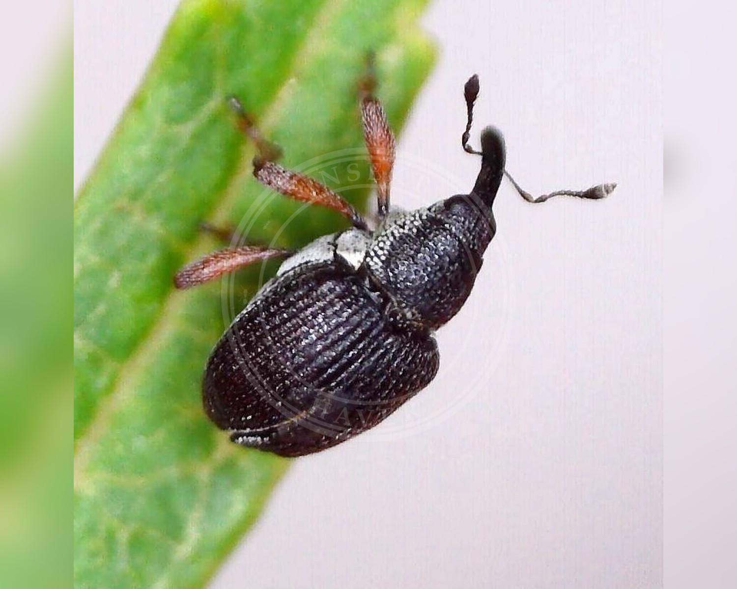 Her ses et billede af arten Amalus scortillum. Fotoet er taget af Barry Walter og hentet fra iNaturalist (CC BY).