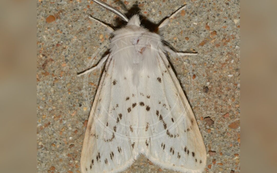 Her ses et billede af arten Amerikansk Hvid Bjørn (Hyphantria cunea). Fotoet er taget af Andy Reago & Chrissy McClarren og hentet fra Wikimedia Commons (CC BY 2.0).
