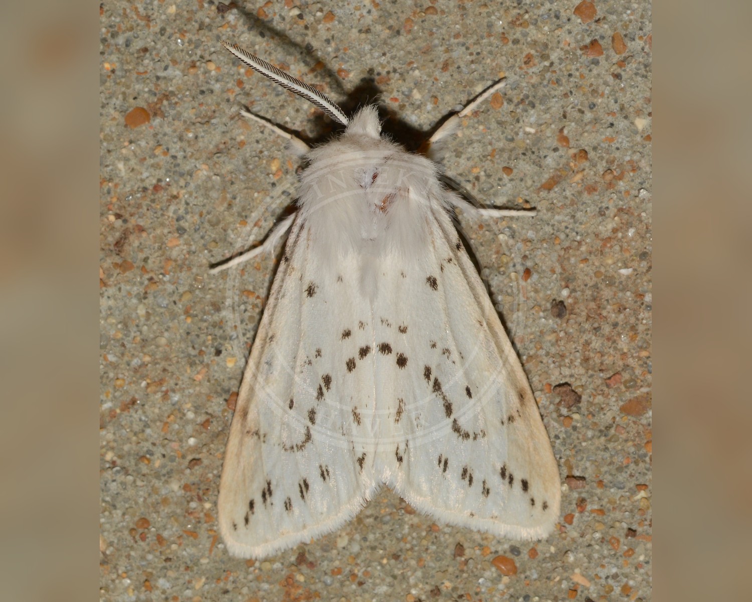 Her ses et billede af arten Amerikansk Hvid Bjørn (Hyphantria cunea). Fotoet er taget af Andy Reago & Chrissy McClarren og hentet fra Wikimedia Commons (CC BY 2.0).