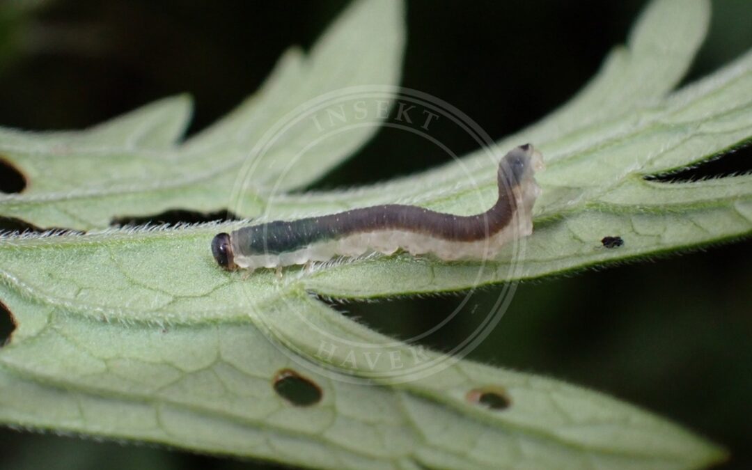 Ametastegia carpini – Ametastegia carpini