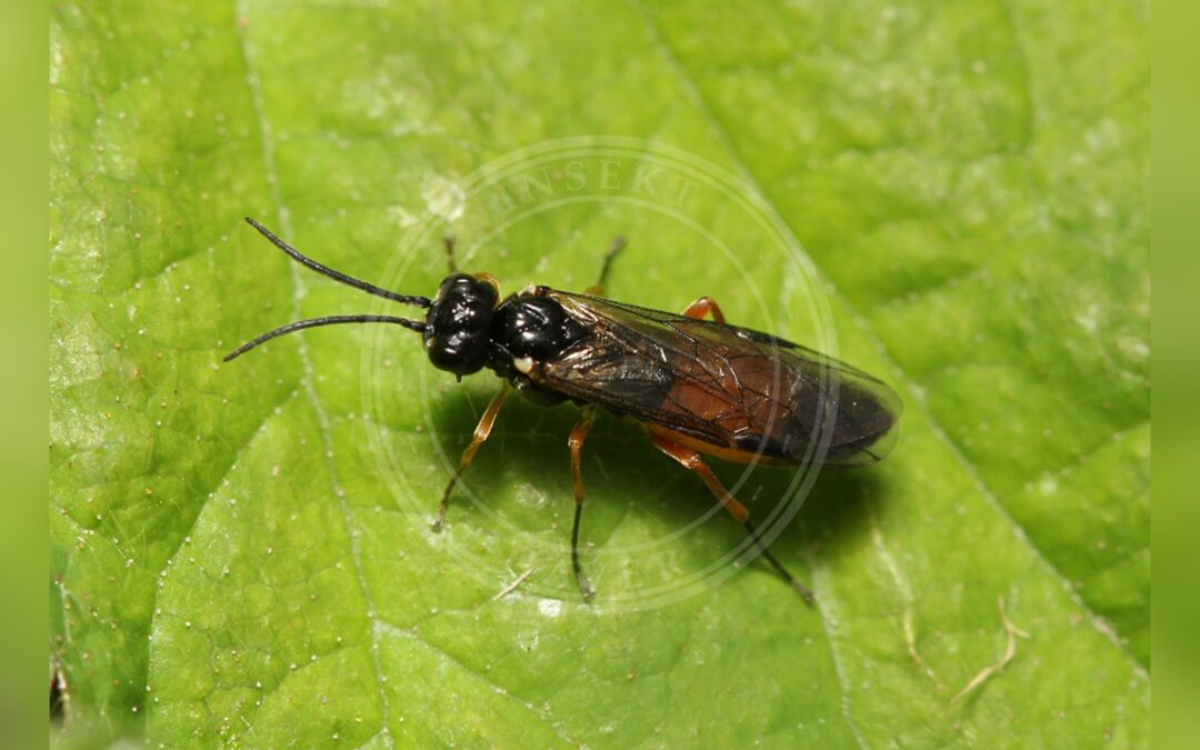 Ametastegia equiseti – Ametastegia equiseti