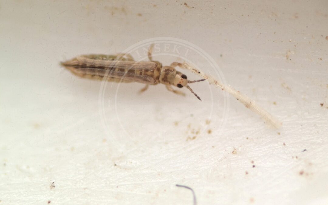 Her ses et billede af arten Anaphothrips obscurus. Fotoet er taget af Timothy Lindsey og hentet fra iNaturalist (CC BY).
