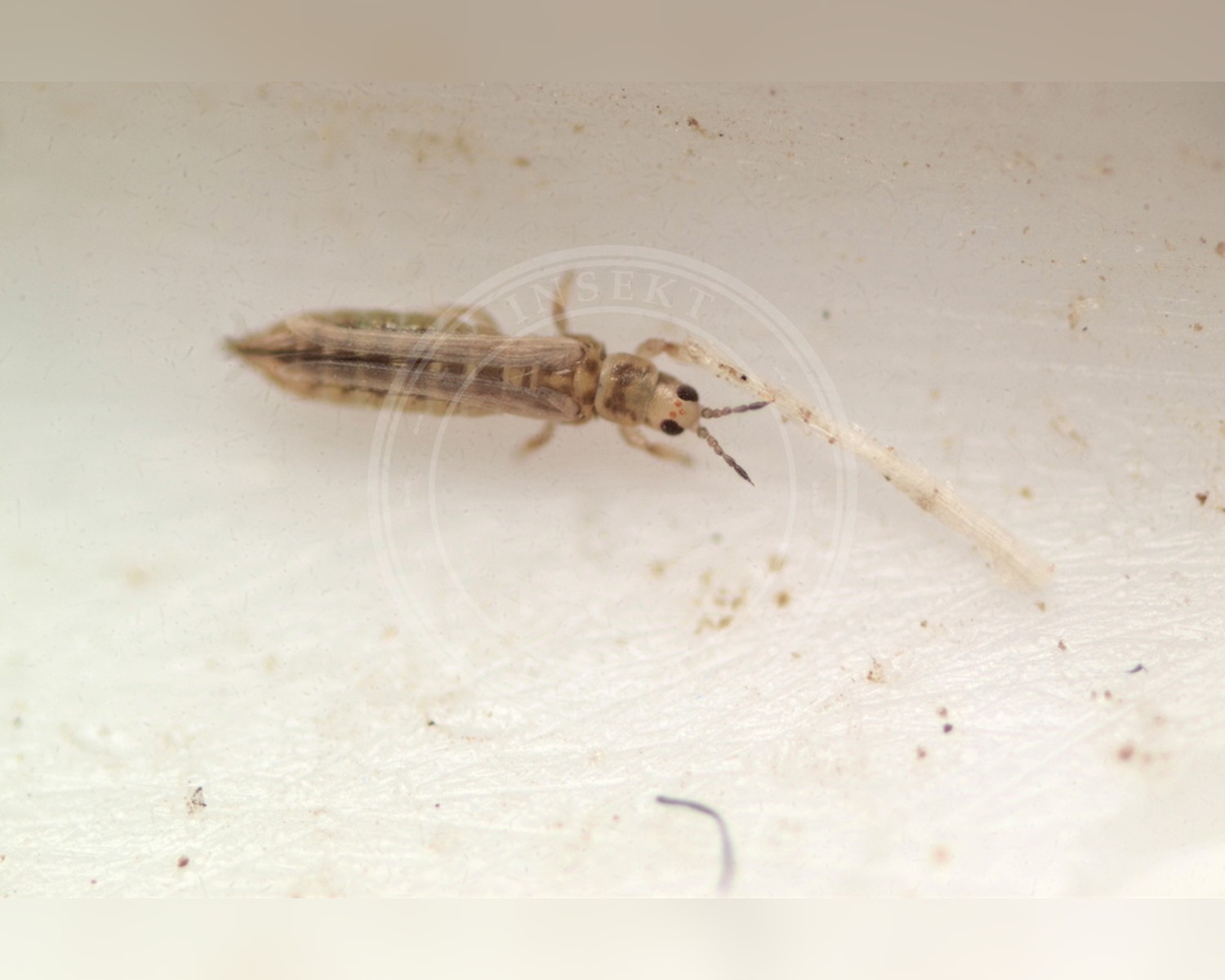 Her ses et billede af arten Anaphothrips obscurus. Fotoet er taget af Timothy Lindsey og hentet fra iNaturalist (CC BY).