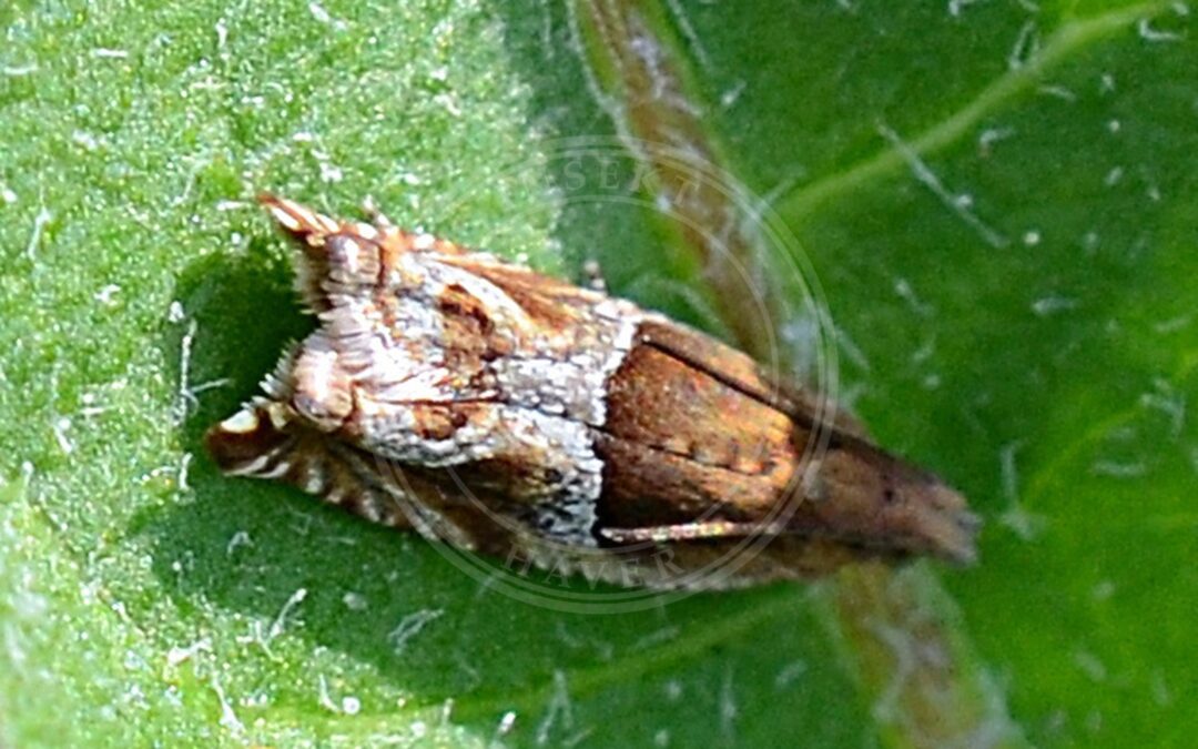 Her ses et billede af arten Ancylis comptana. Fotoet er taget af Jimmy Dee og hentet fra iNaturalist (CC BY-SA).
