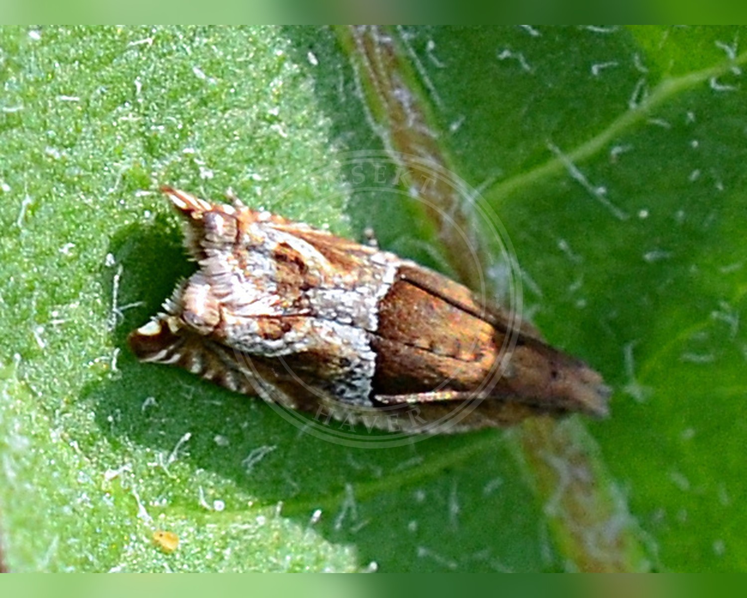 Her ses et billede af arten Ancylis comptana. Fotoet er taget af Jimmy Dee og hentet fra iNaturalist (CC BY-SA).
