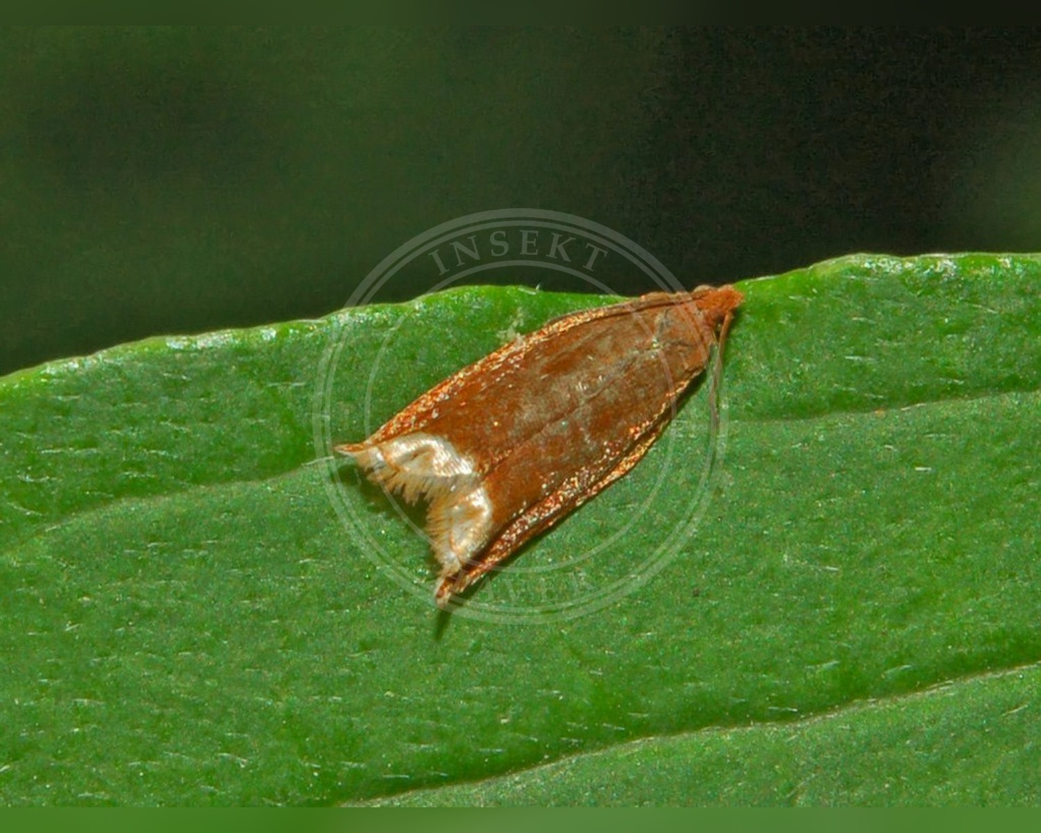Her ses et billede af arten Ancylis selenana. Fotoet er taget af Hectonichus og hentet fra Wikimedia Commons (CC BY-SA 3.0).