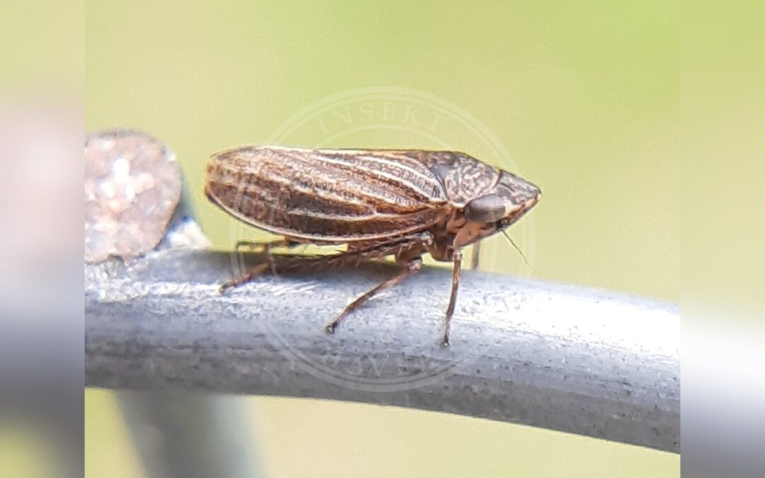 Her ses et billede af arten Anoscopus flavostriatus. Fotoet er taget af Will Linnard og hentet fra iNaturalist (CC BY).