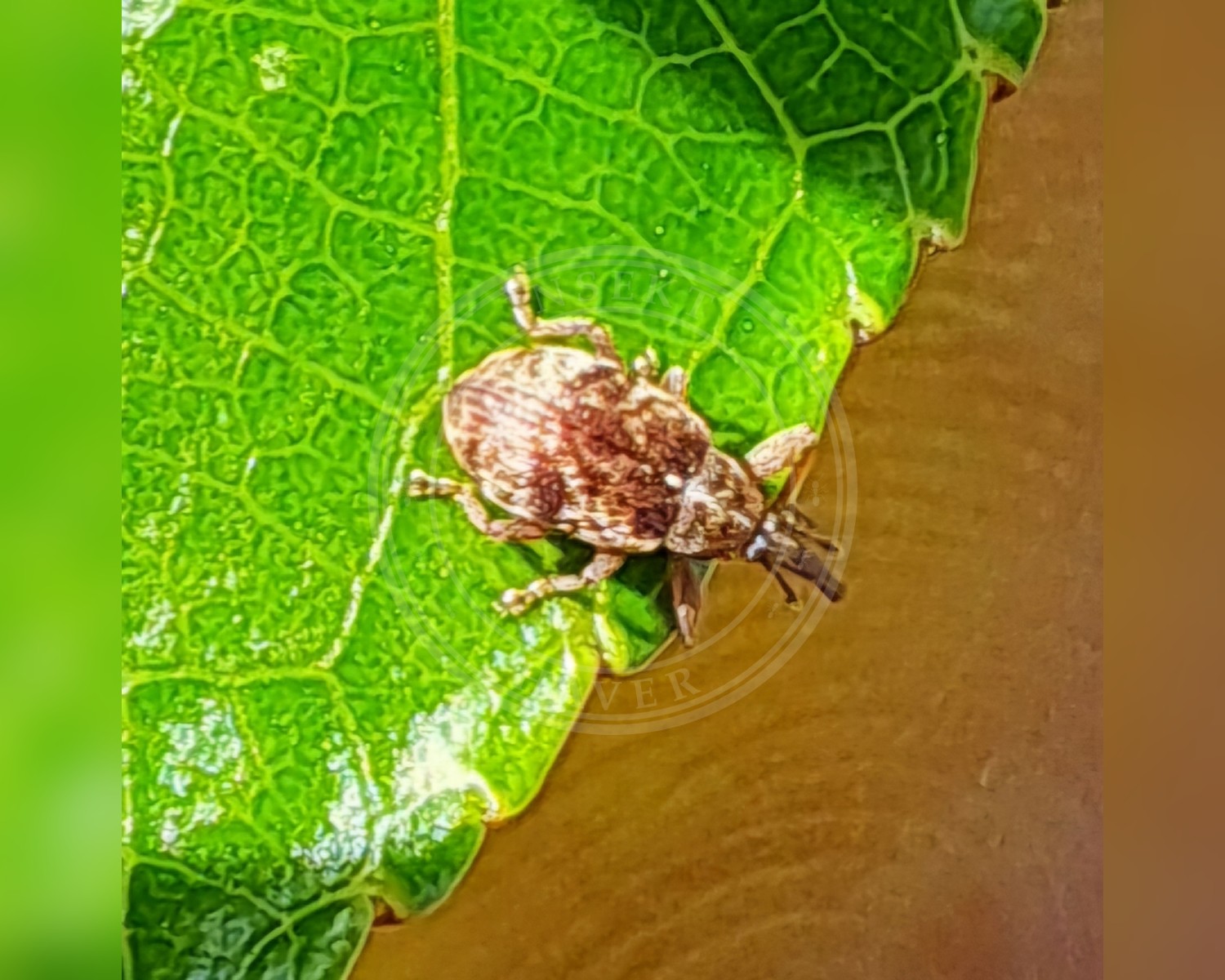 Her ses et billede af arten Anthonomus conspersus. Fotoet er taget af Markus Krieger og hentet fra iNaturalist (CC BY).