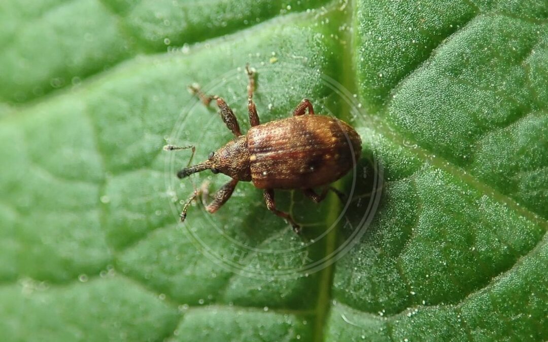 Her ses et billede af arten Anthonomus humeralis. Fotoet er taget af Dr. Guido Bohne og hentet fra iNaturalist (CC BY-SA).