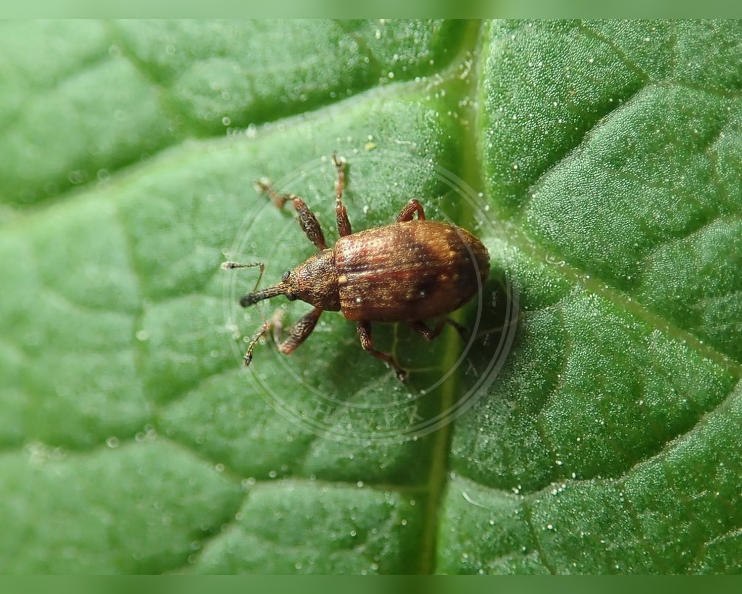 Her ses et billede af arten Anthonomus humeralis. Fotoet er taget af Dr. Guido Bohne og hentet fra iNaturalist (CC BY-SA).