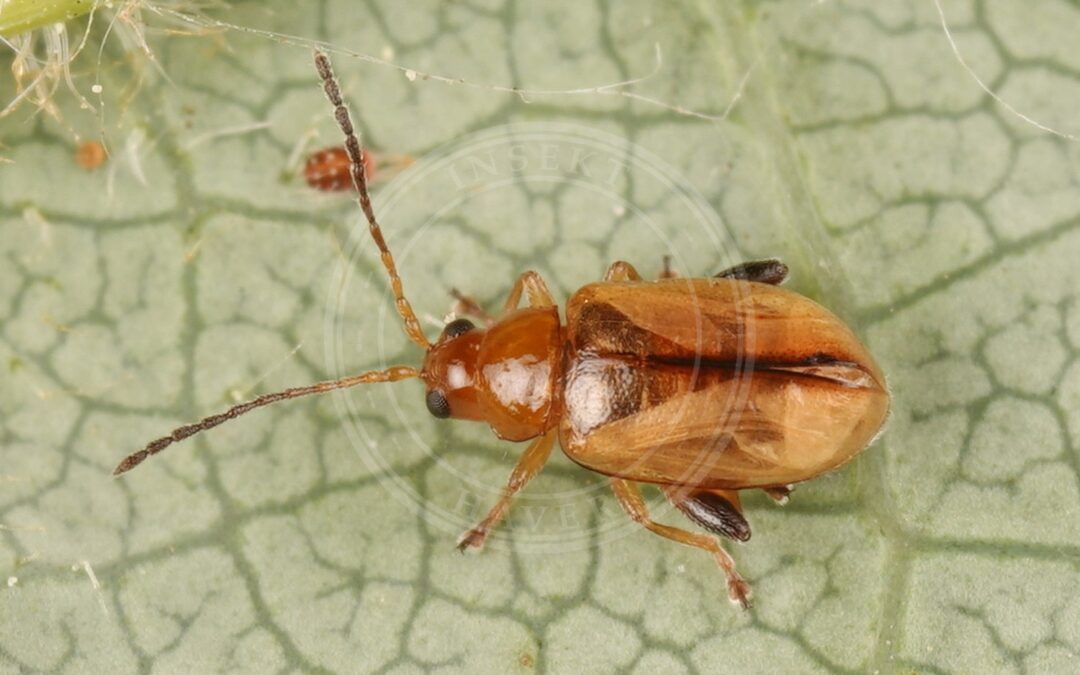 Her ses et billede af arten Aphthona lutescens. Fotoet er taget af AfroBrazilian og hentet fra Wikimedia Commons (CC BY-SA 4.0).