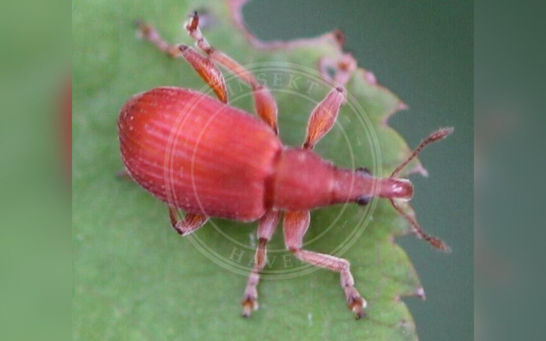 Her ses et billede af arten Apion frumentarium. Billedet er hentet fra iNaturalist (CC0).